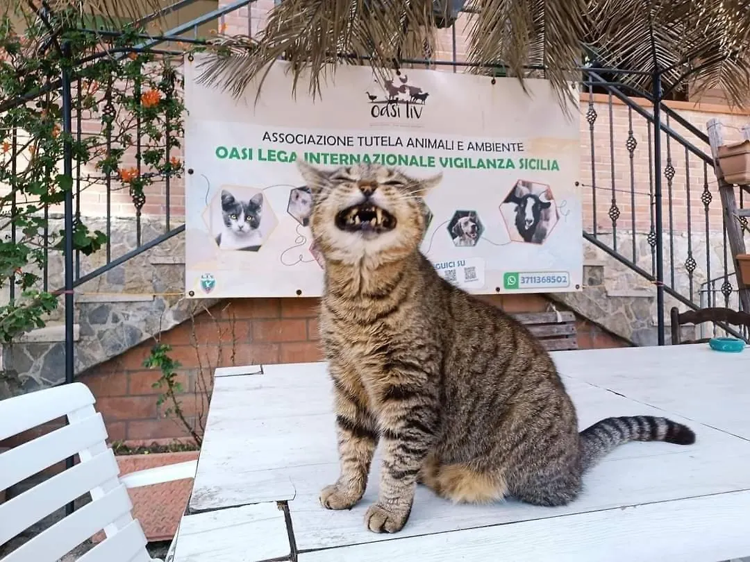 Oasi Liv - Affittacamere Piana Degli Albanesi Penzion